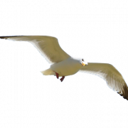 Single Flying Bird PNG Image