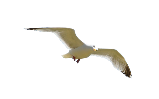 Single Flying Bird PNG Image