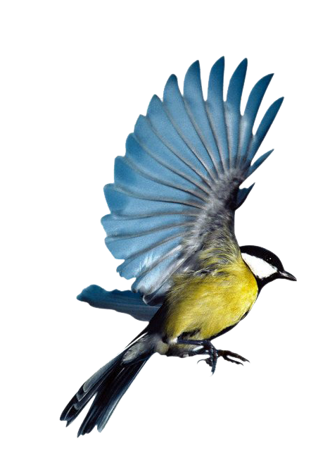 Single Flying Bird PNG Pic