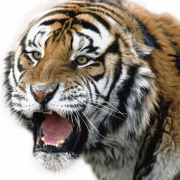 Tiger Download Free PNG