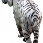 Tiger PNG Background