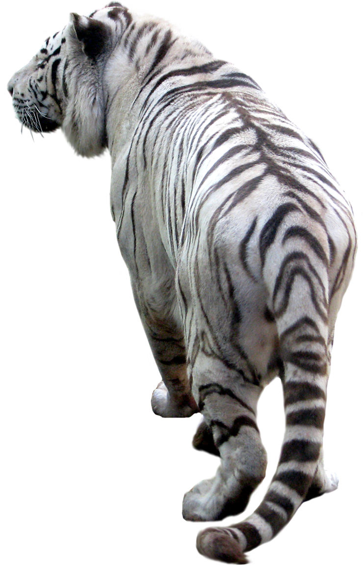 Tiger PNG Background