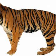 Tiger PNG Clipart -Hintergrund