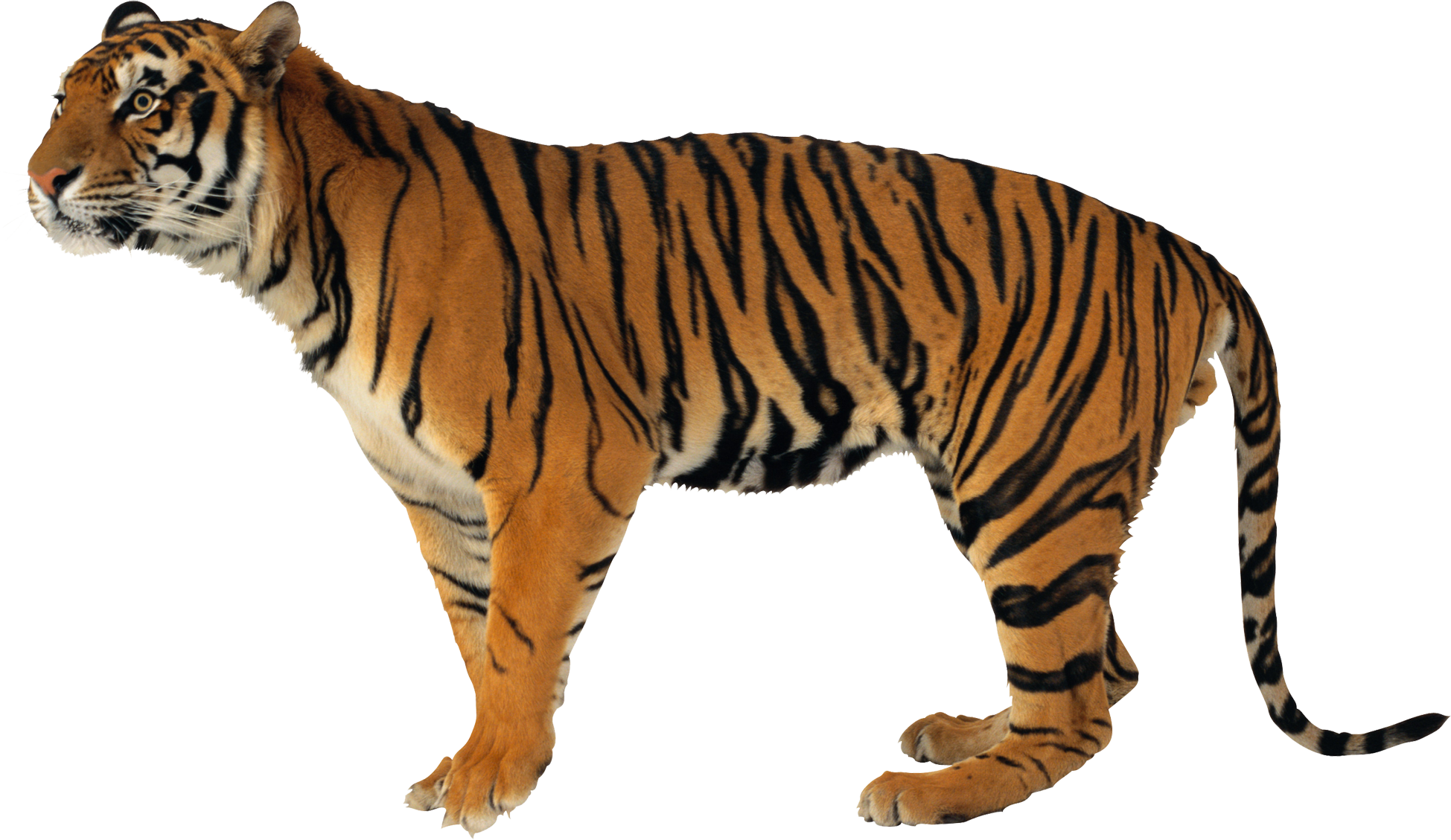Tiger PNG Clipart Background