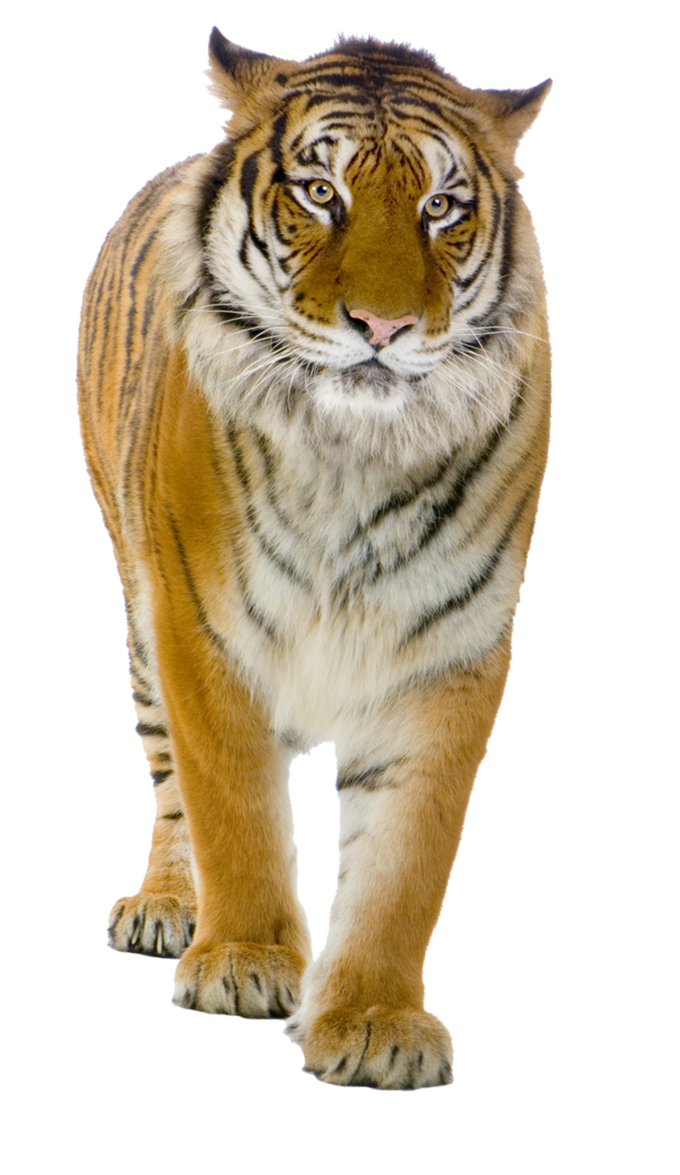 Tiger PNG Free File Download