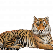 Tiger PNG HD Quality
