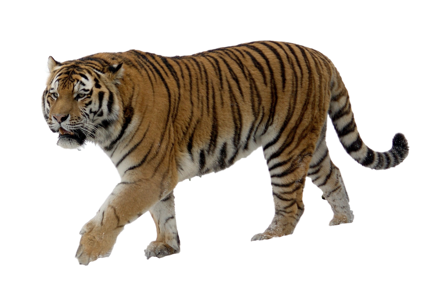 Tiger PNG Images HD