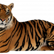 Tiger Transparent Background