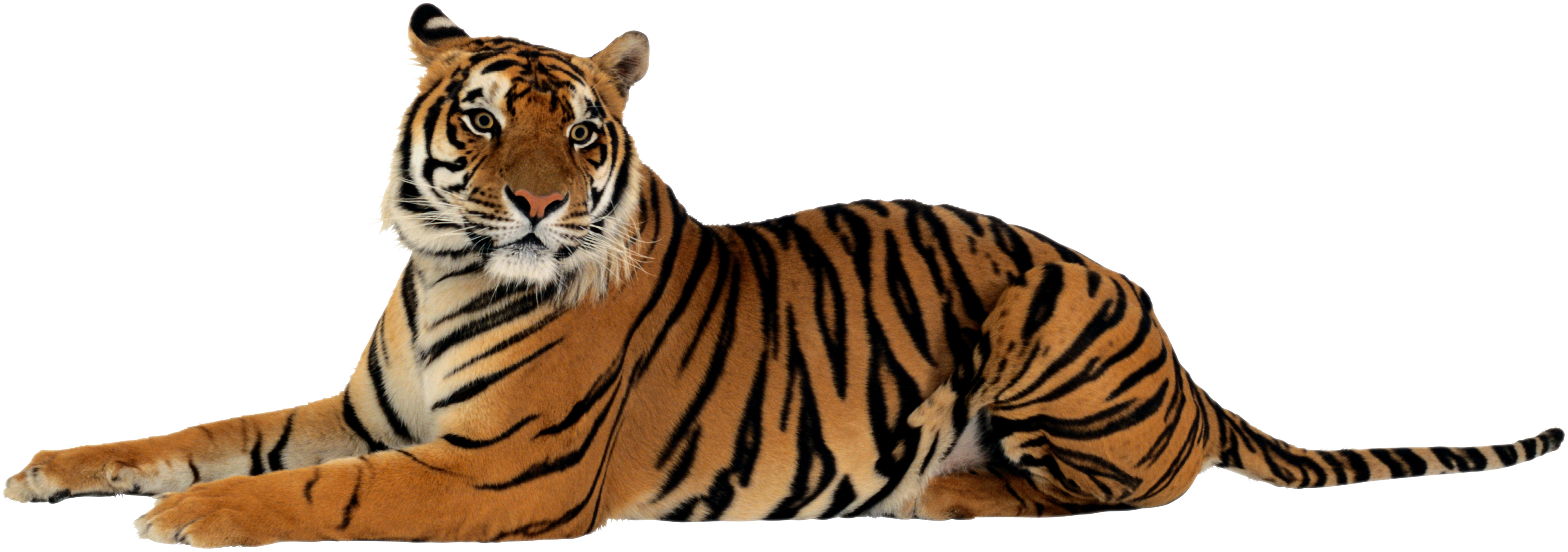 Tiger Transparent Background