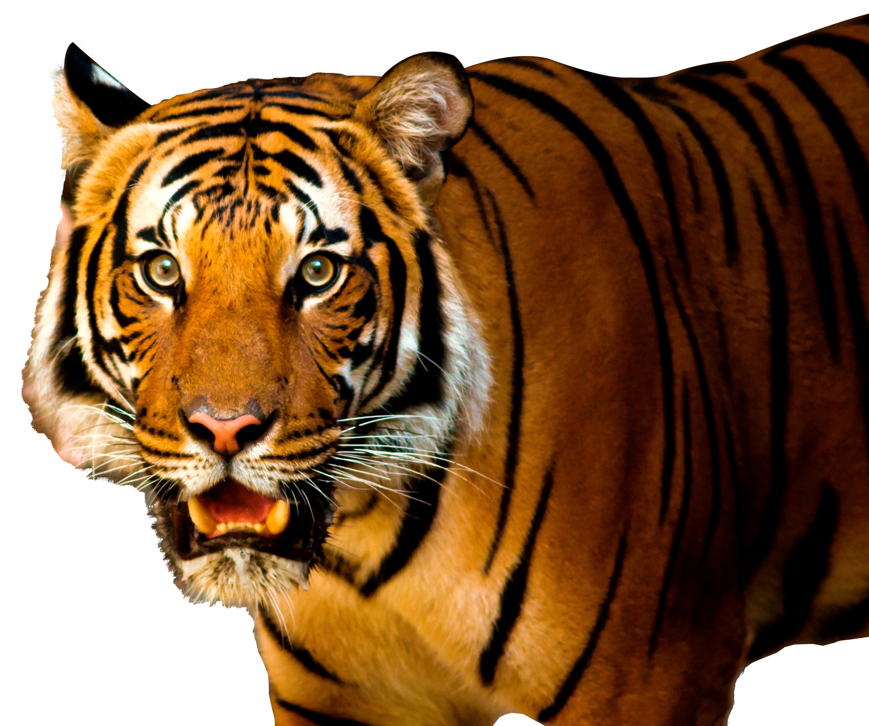 Tiger Transparent File