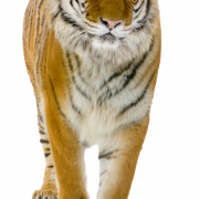 Tiger Transparent Free PNG