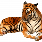 Imagens transparentes do tigre