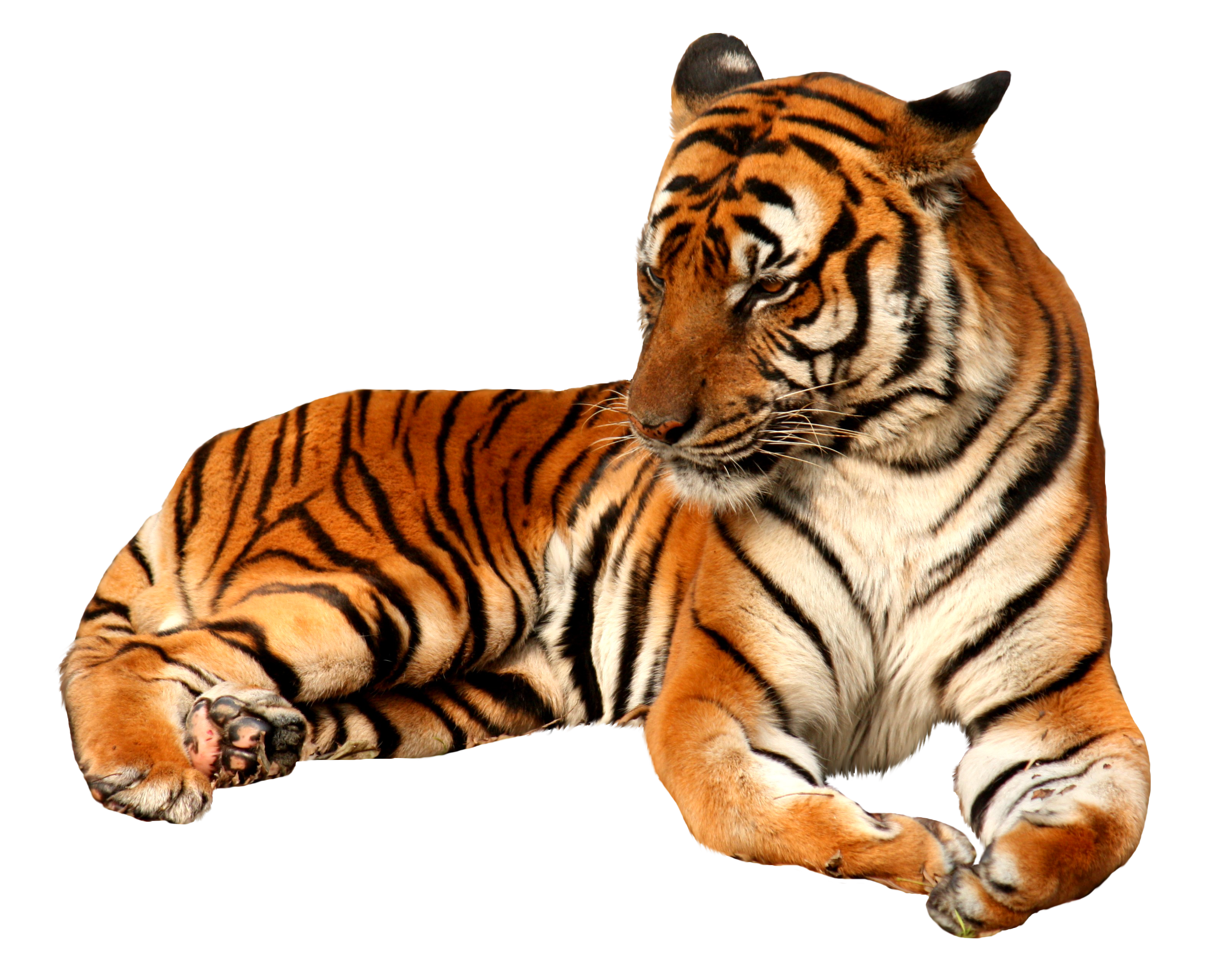 Tiger Transparent Images