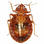 True Bug Insect PNG