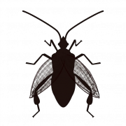 True Bug Insets PNG Clipart