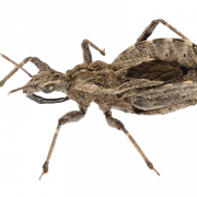 True Bug Insect Png Scarica immagine