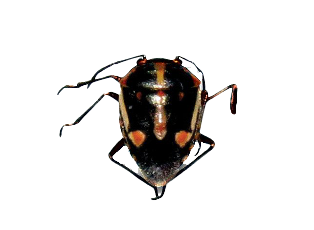 True Bug Insect PNG File