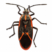 True Bug Insect PNG Free Download