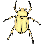 True Bug Insect PNG kostenloses Bild