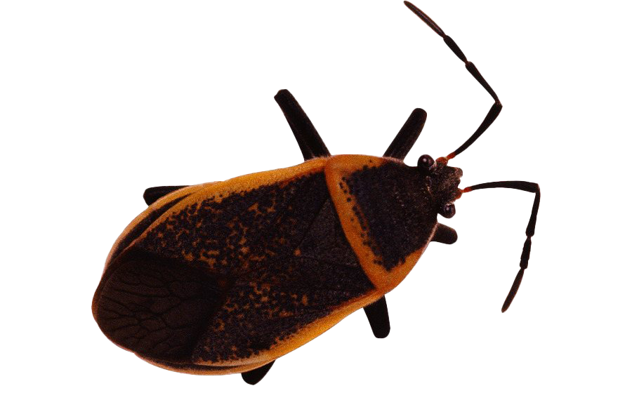 True Bug Insect PNG HD Image