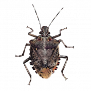 True Bug Insect PNG Image