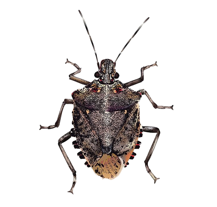 True Bug Insect PNG Image
