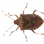 True Bug Insekten -PNG -Bild