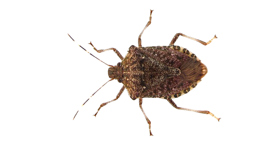True Bug Insect PNG Pic