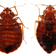 Vrai Bug Png Clipart
