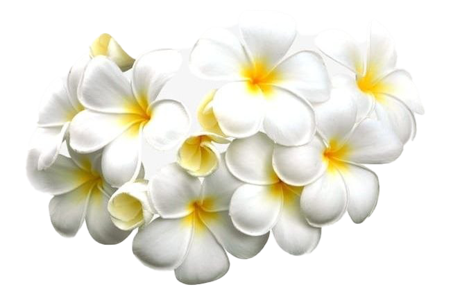 White Frangipani PNG Image