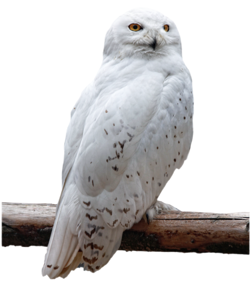 White Owl PNG