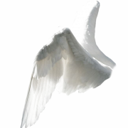 Белые крылья PNG картинки