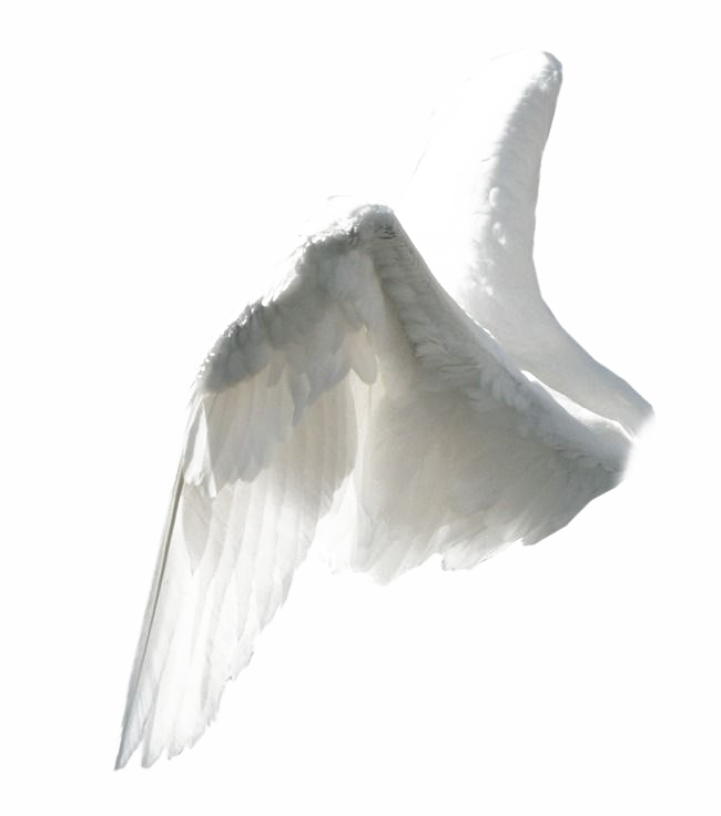 Witte vleugels png foto