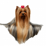 Yorkshire Terrier PNG File