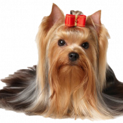 Yorkshire Terrier PNG File Download Free
