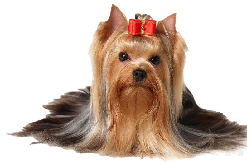 Yorkshire Terrier PNG File Download Free