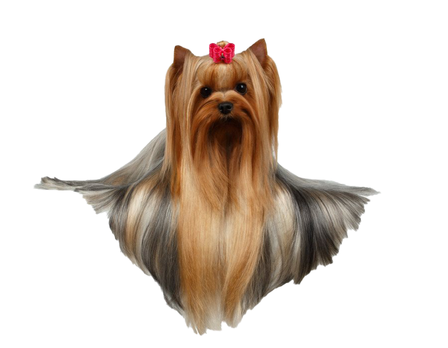 Yorkshire Terrier PNG -bestand