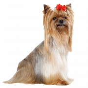 Yorkshire Terrier PNG Descarga gratuita