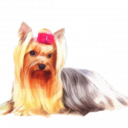 Yorkshire Terrier PNG Free Image