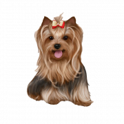 Yorkshire Terrier PNG HD Imahe
