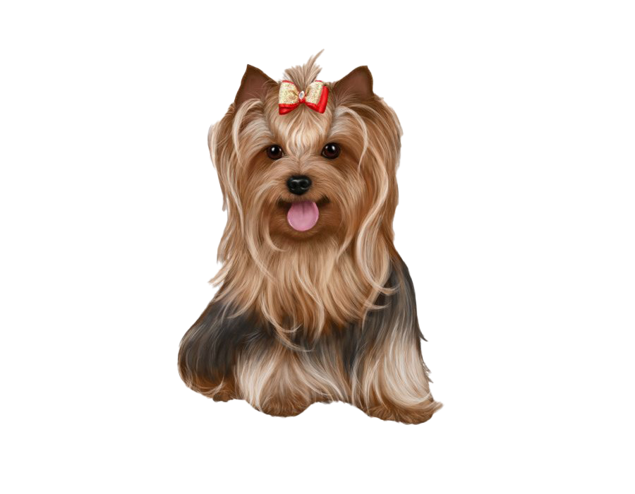 Yorkshire Terrier PNG HD Image