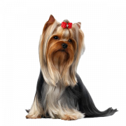 Yorkshire Terrier PNG High Quality Image