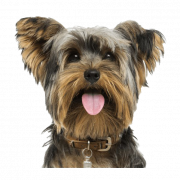 Yorkshire Terrier PNG Image