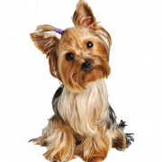 Yorkshire Terrier PNG Image HD