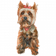 Yorkshire Terrier PNG Images