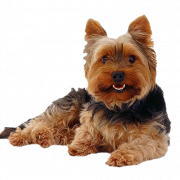 Yorkshire Terrier PNG Photo