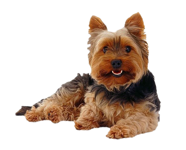 Yorkshire Terrier PNG Photo