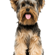 Yorkshire Terrier Png Pic