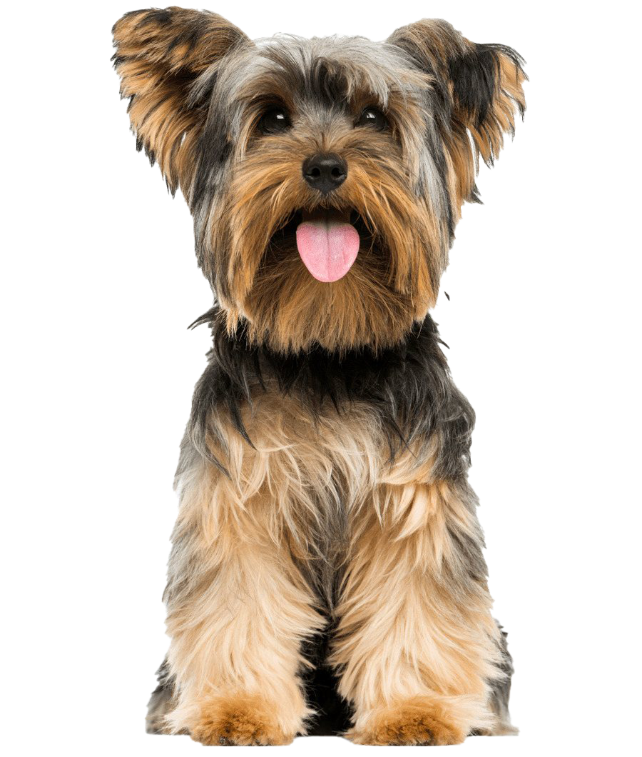 Yorkshire Terrier PNG Pic