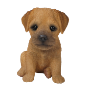 Yorkshire terrier png photo